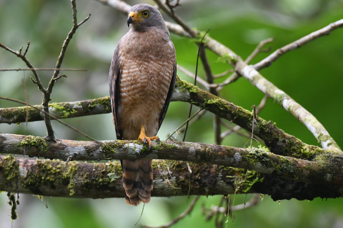 Roadside Hawk - ML645446773