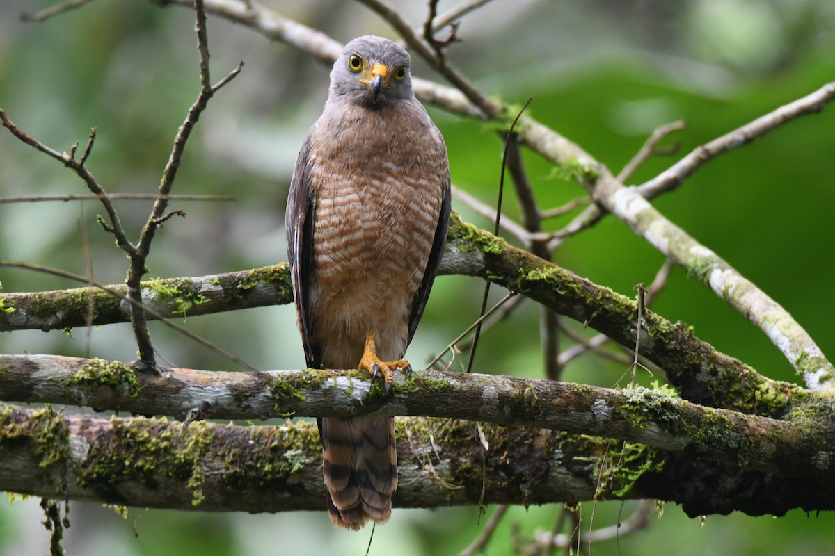 Roadside Hawk - ML645446775