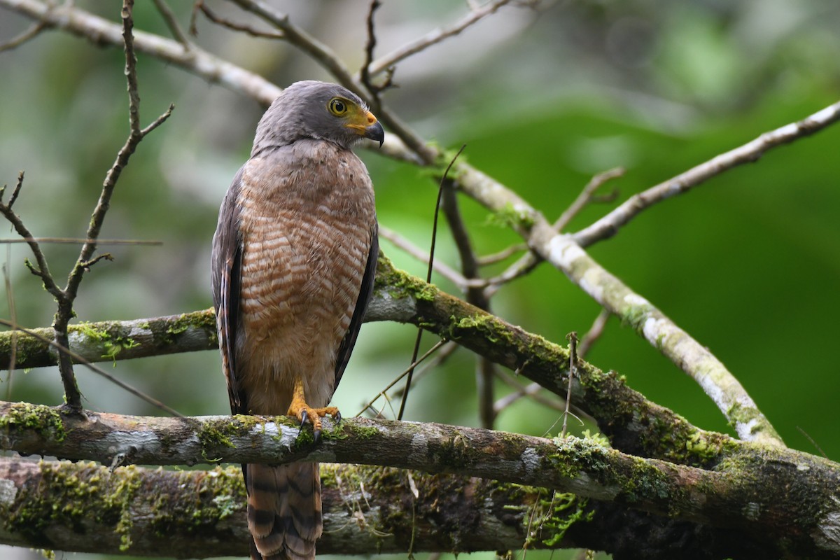 Roadside Hawk - ML645446776