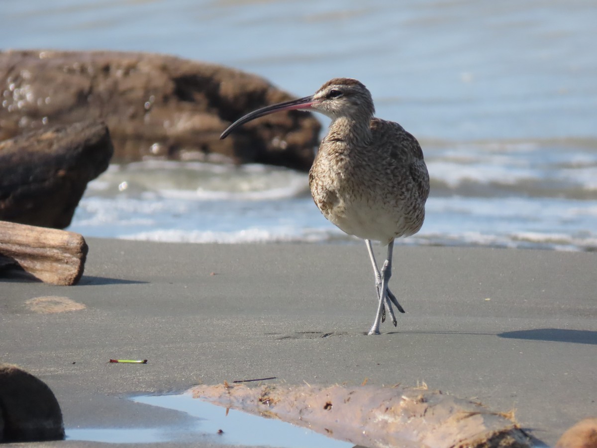 Hudsonian/Eurasian Whimbrel - ML645446777