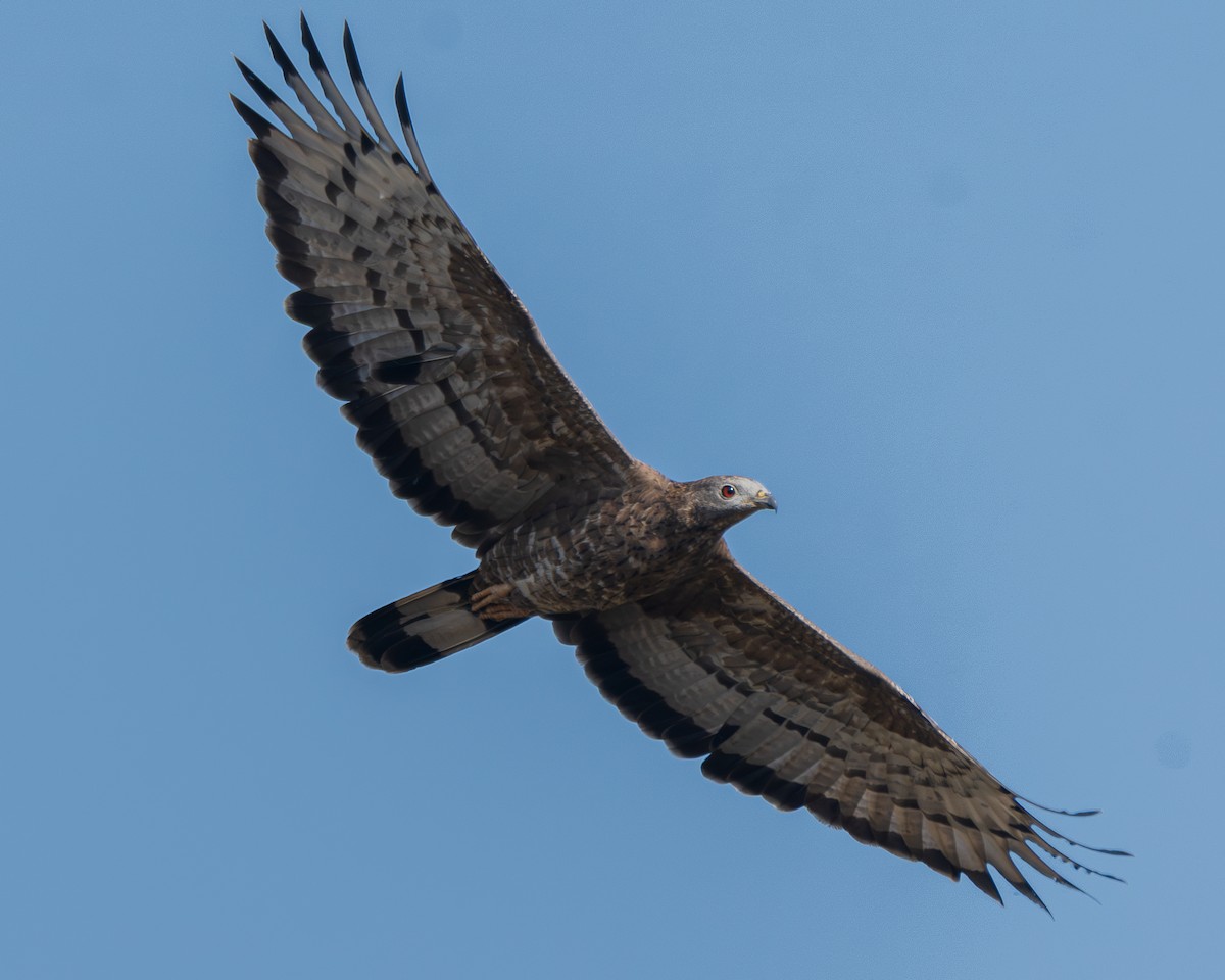 Осоїд чубатий - ML645446786