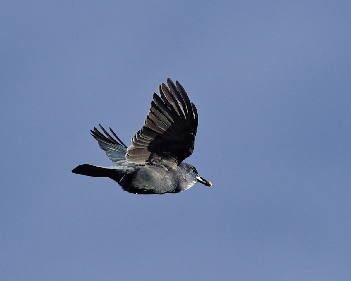 sojka modrá - ML645446788