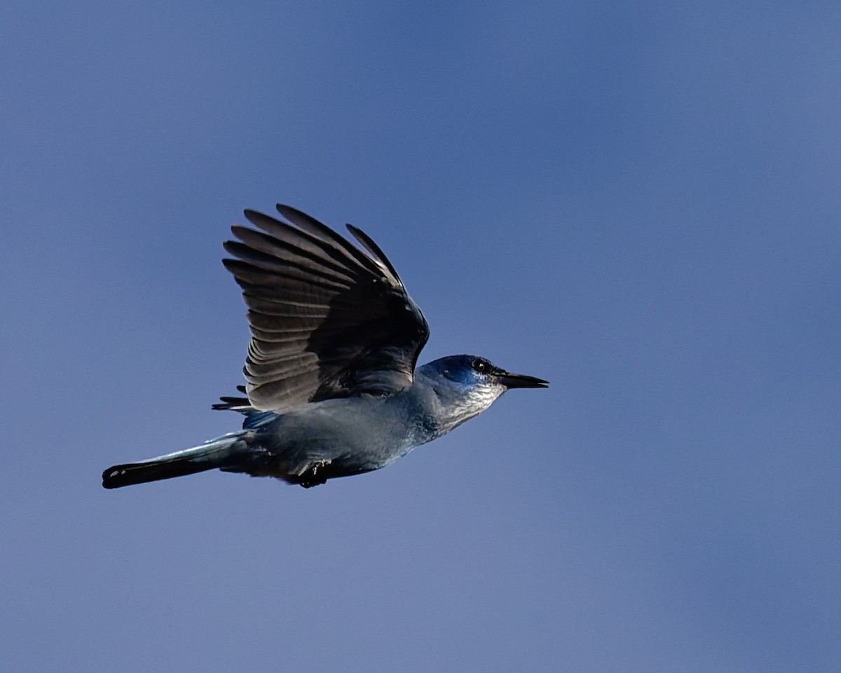 sojka modrá - ML645446789