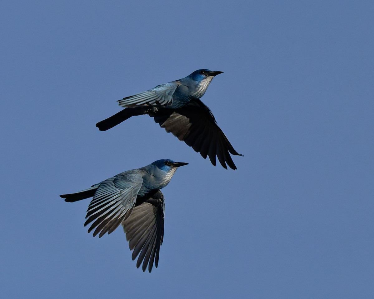 sojka modrá - ML645446790