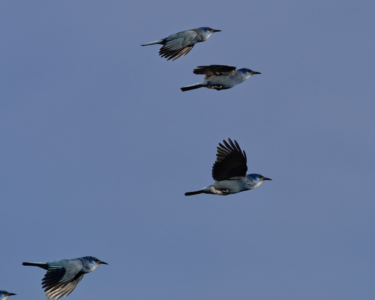 sojka modrá - ML645446791