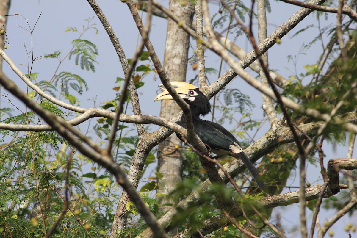 zoborožec bělolící - ML645446807