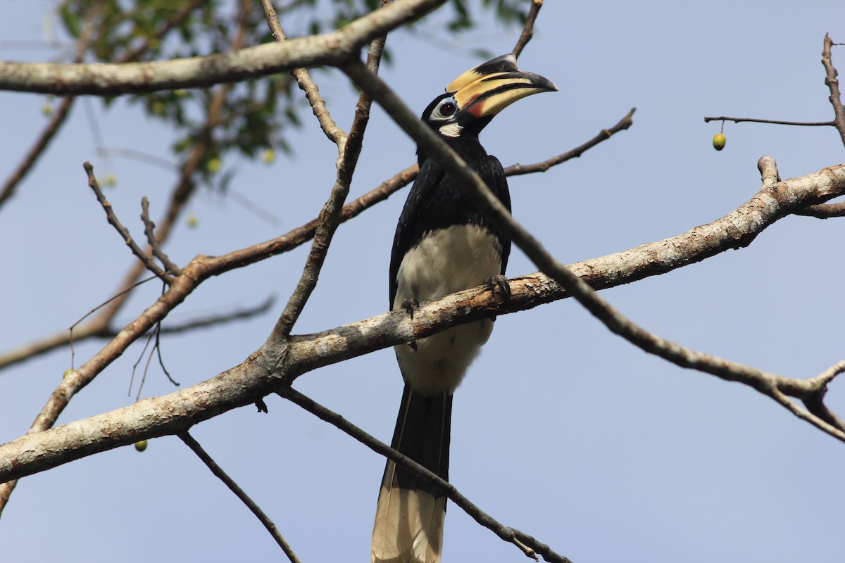 zoborožec bělolící - ML645446808