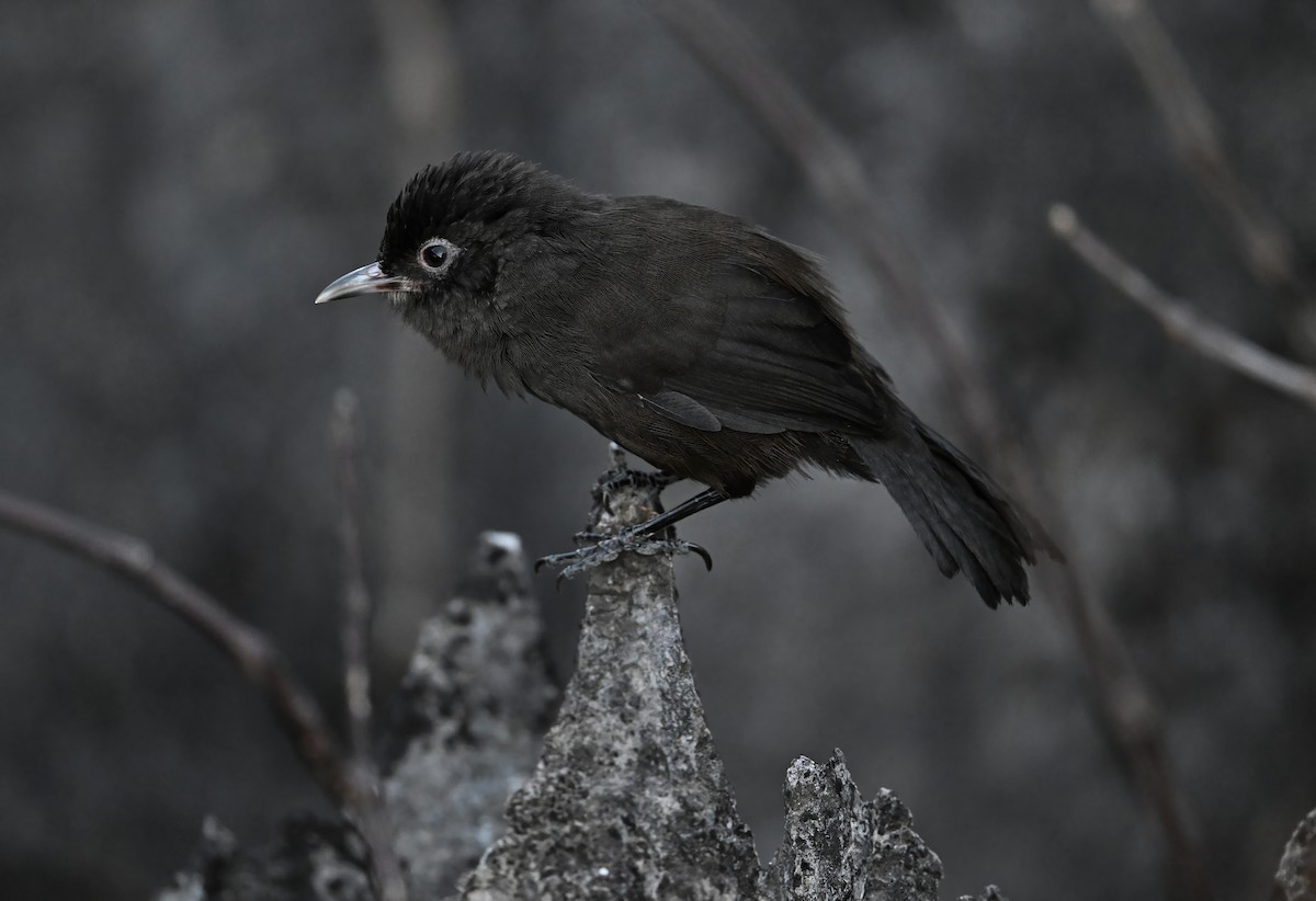 Sooty Babbler - ML645446815