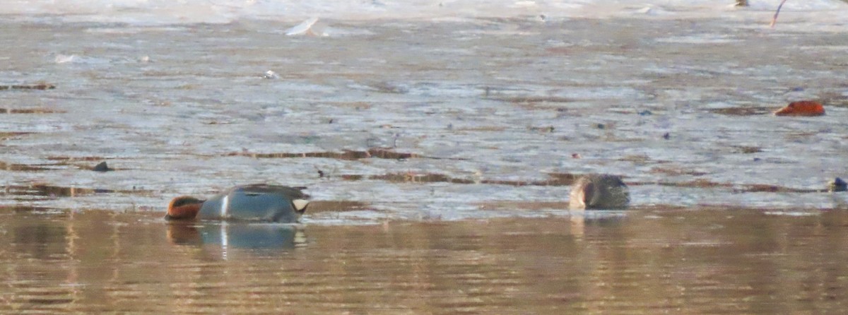 Green-winged Teal - ML645446823