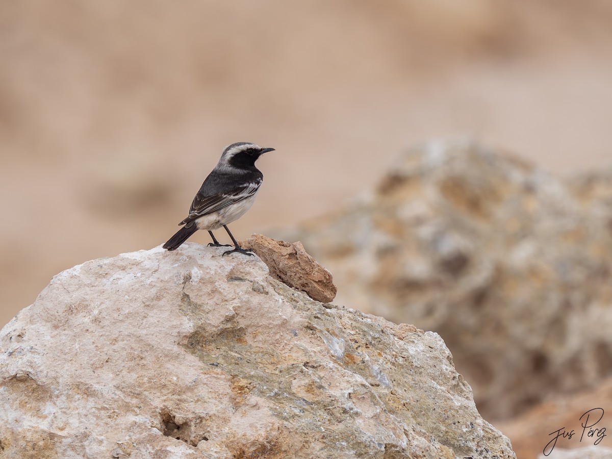 bělořit šedohlavý - ML645446825