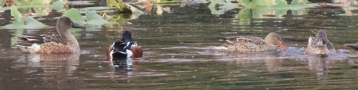 Northern Shoveler - ML645446826