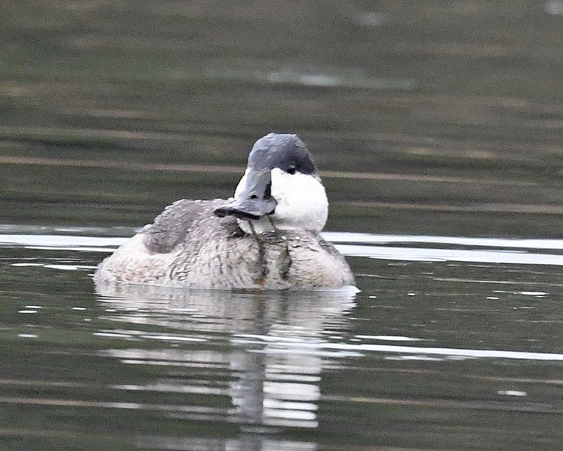 Ruddy Duck - ML645446827