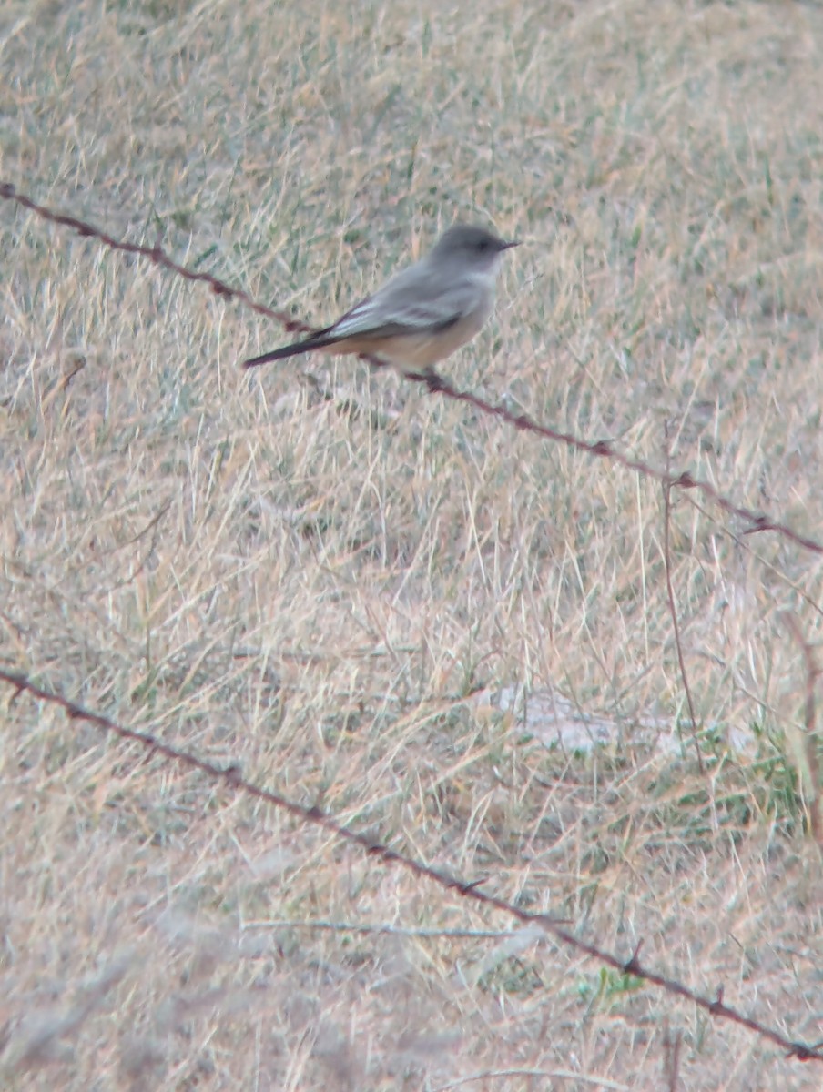 Say's Phoebe - ML645446828