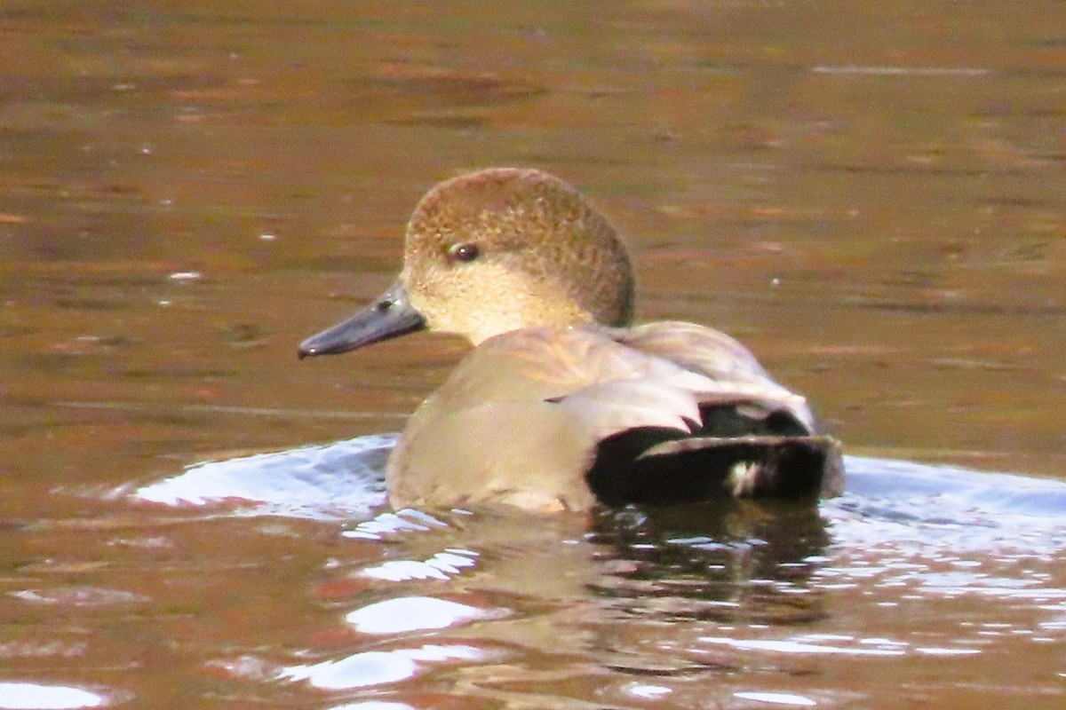 Gadwall - ML645446831