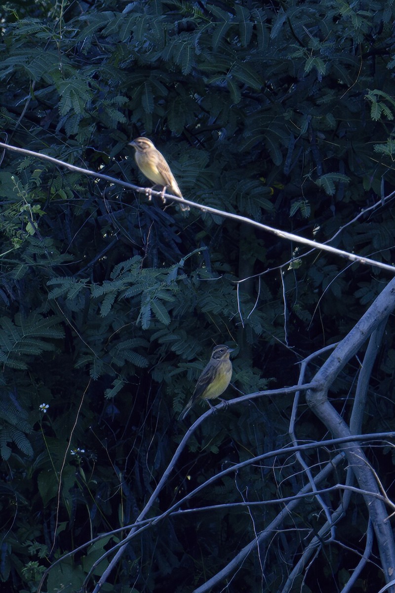 Вівсянка лучна - ML645446833