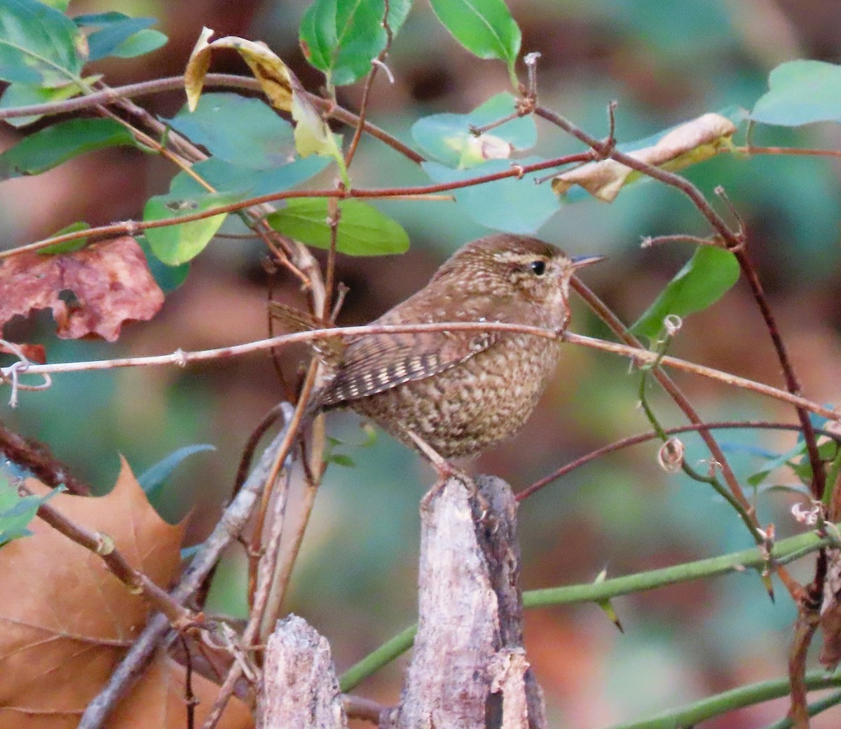 Winter Wren - ML645446840