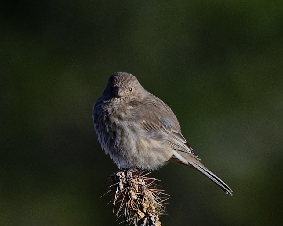 House Finch - ML645446856