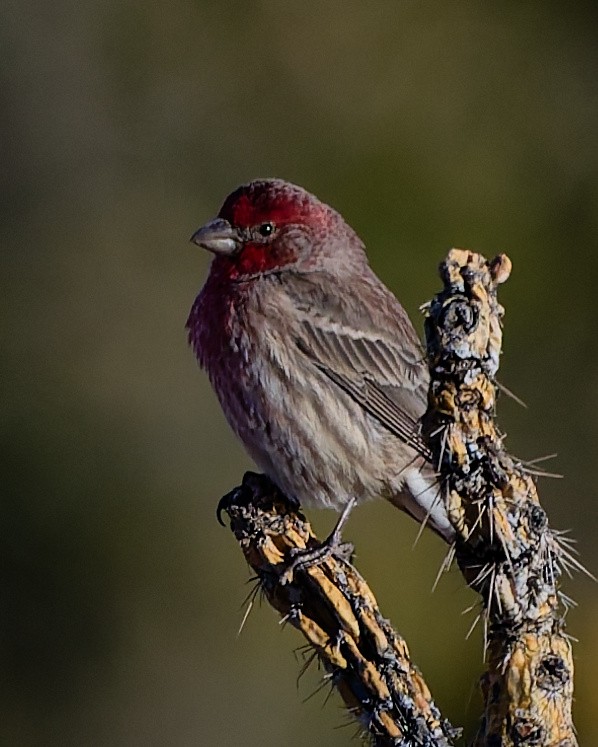 House Finch - ML645446857