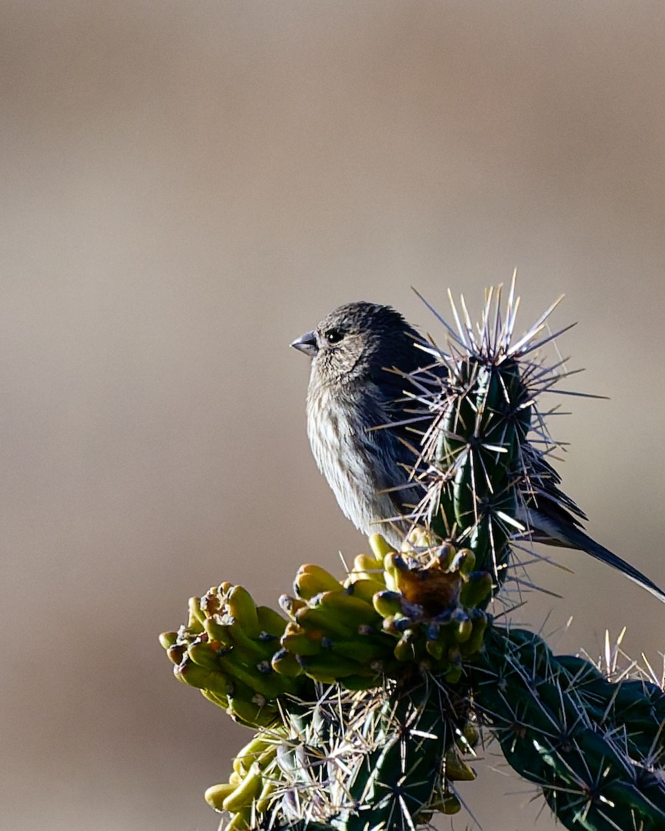 House Finch - ML645446858