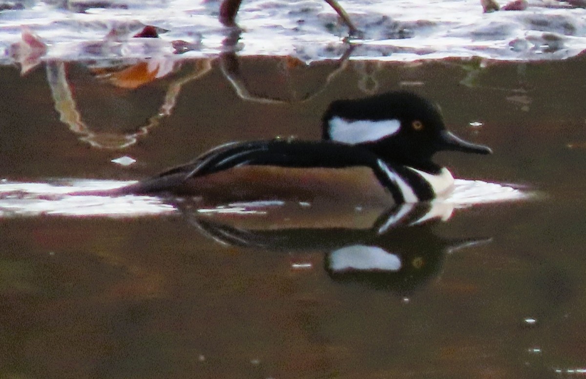 Hooded Merganser - ML645446863