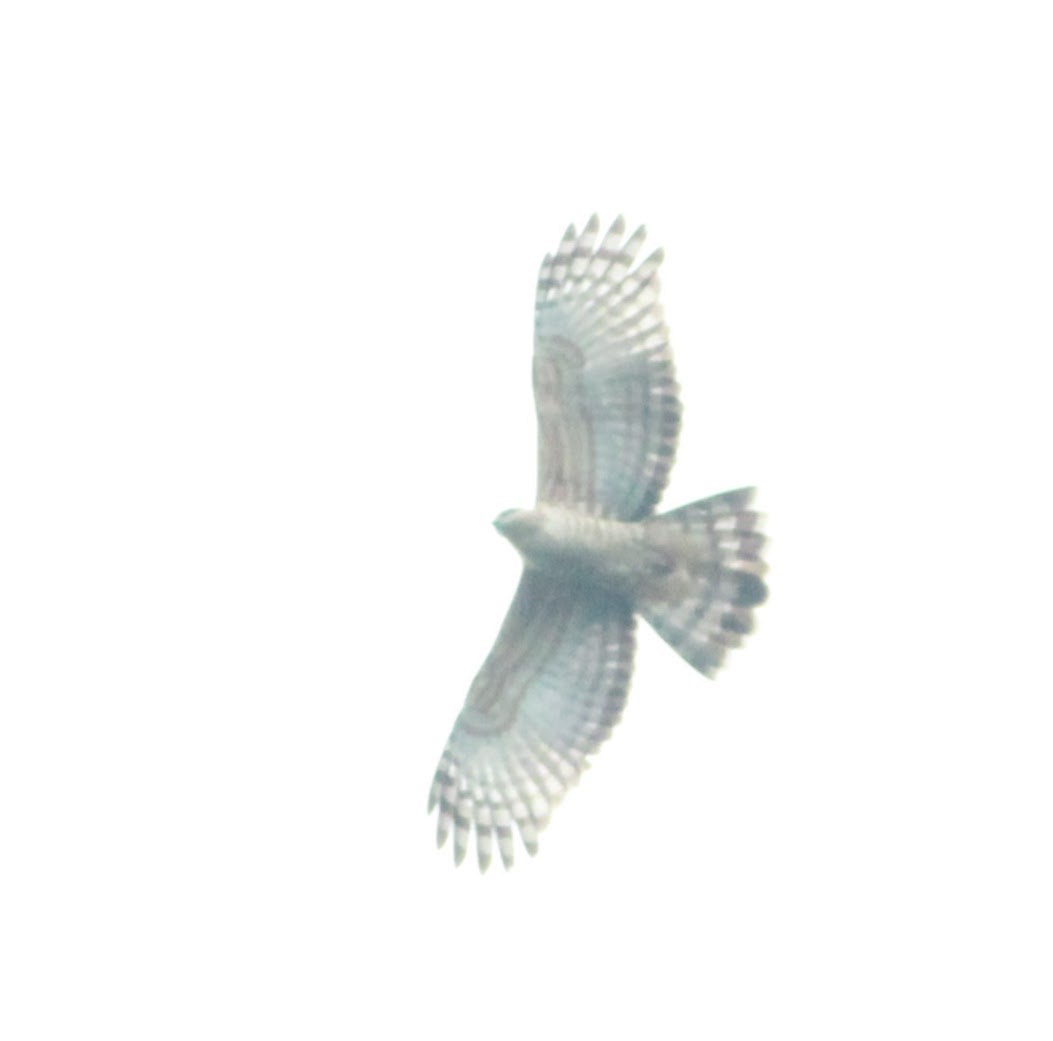 aviceda hnědá - ML645446868