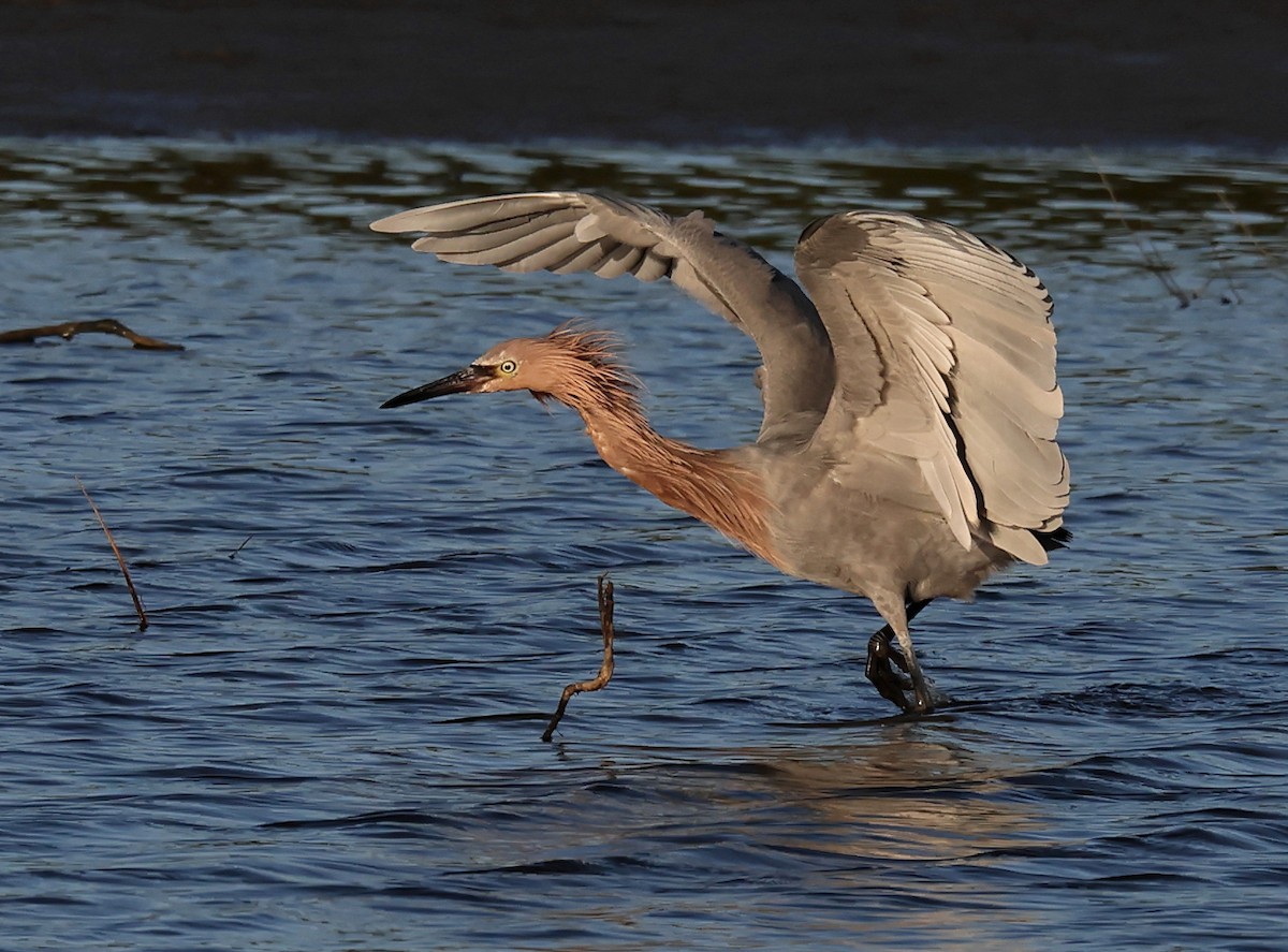 Reddish Egret - ML645446871