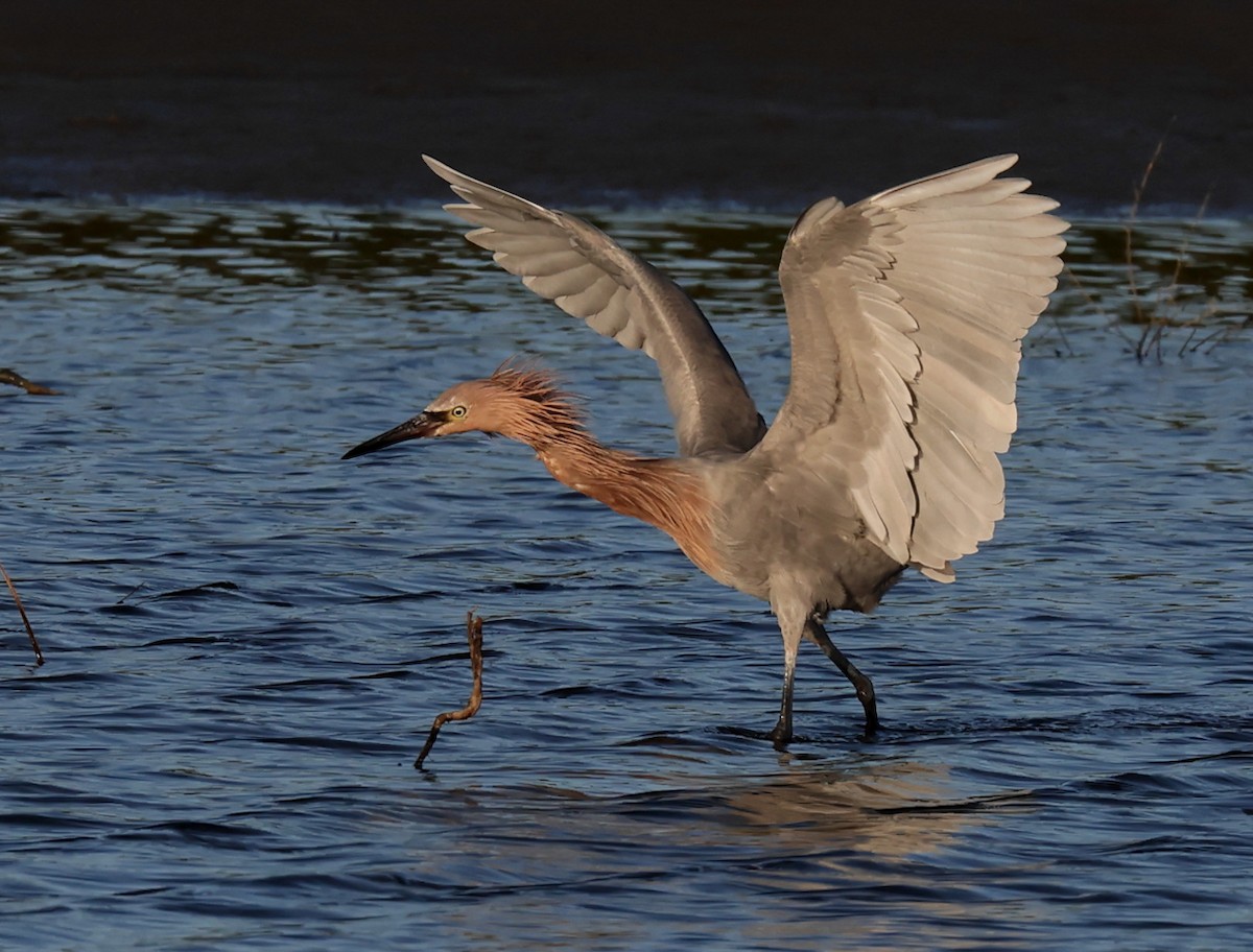 Reddish Egret - ML645446872