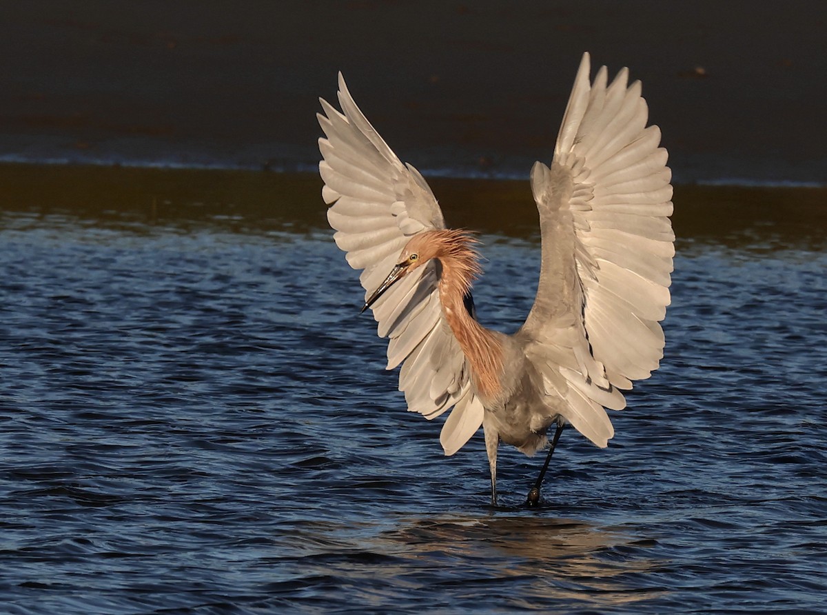 Reddish Egret - ML645446873