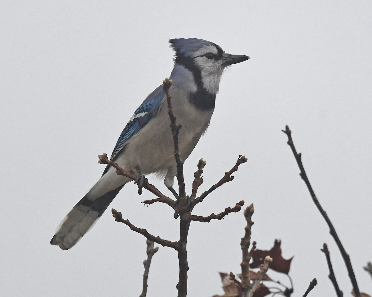 Blue Jay - ML645446874