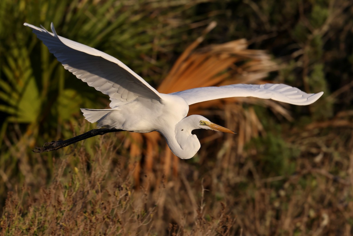 Great Egret - ML645446898