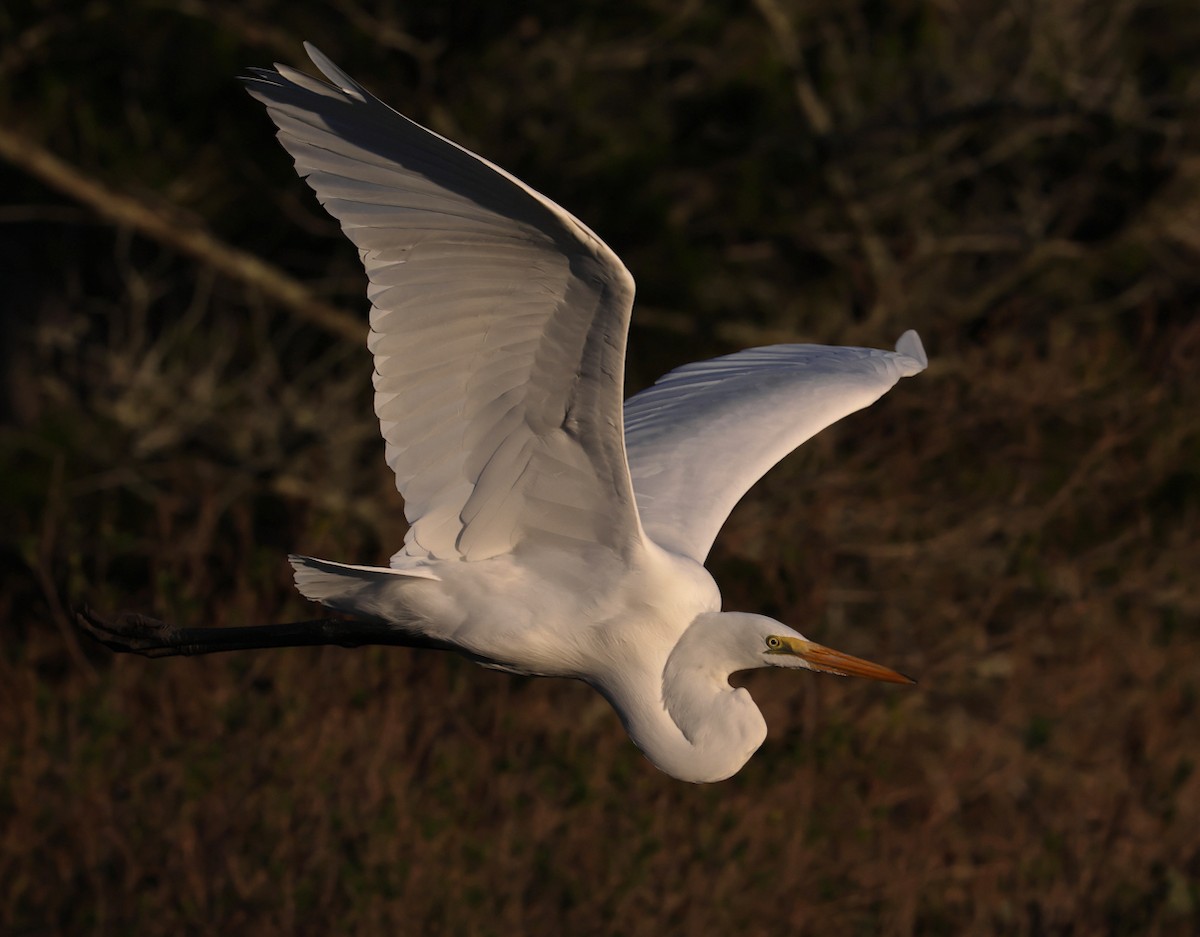 Great Egret - ML645446899