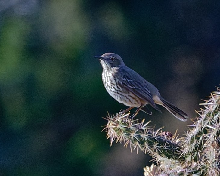 Sage Thrasher - ML645446900