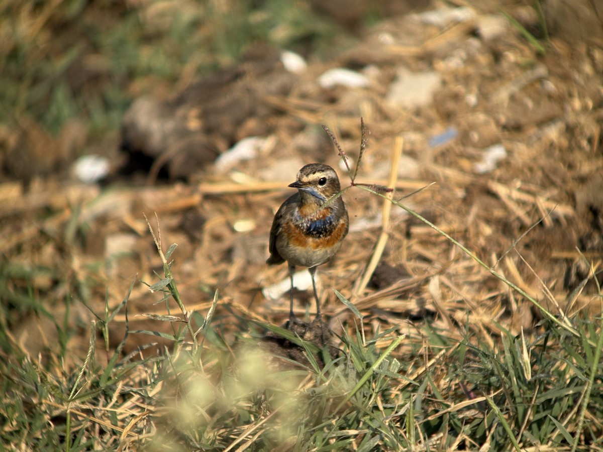 Bluethroat - ML645446901