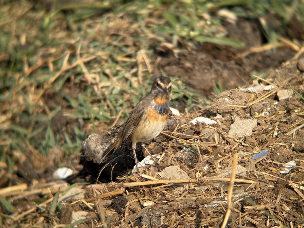 Bluethroat - ML645446902