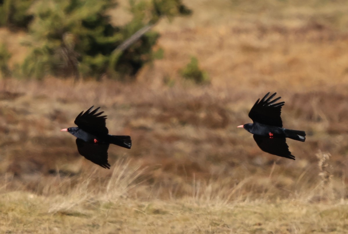 ベニハシガラス - ML645446904