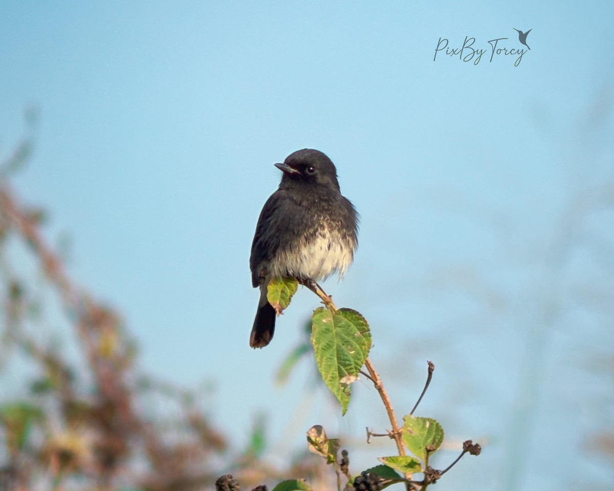 Pied Bushchat - ML645446906