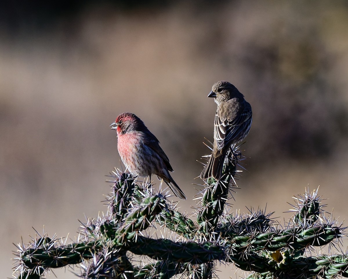 House Finch - ML645446910