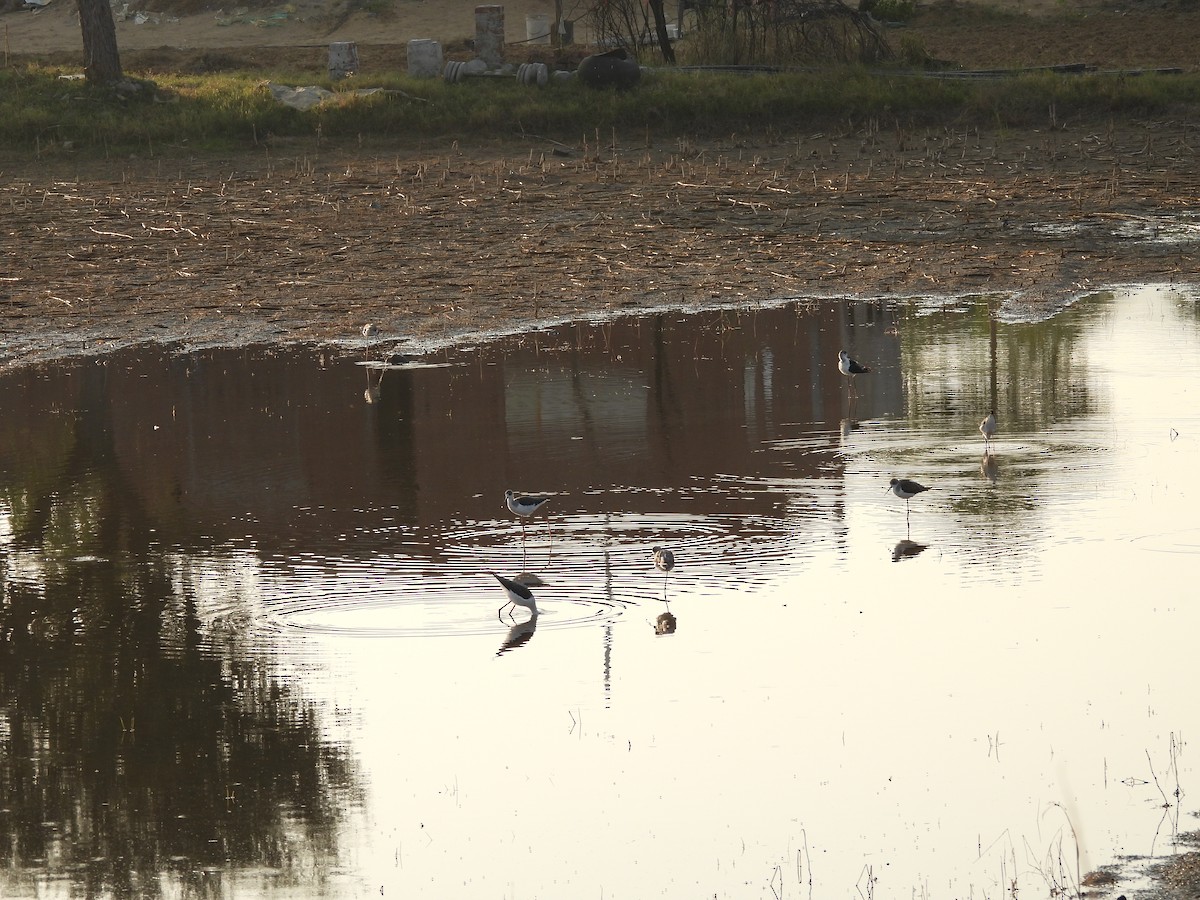 高蹺鴴 - ML645446911