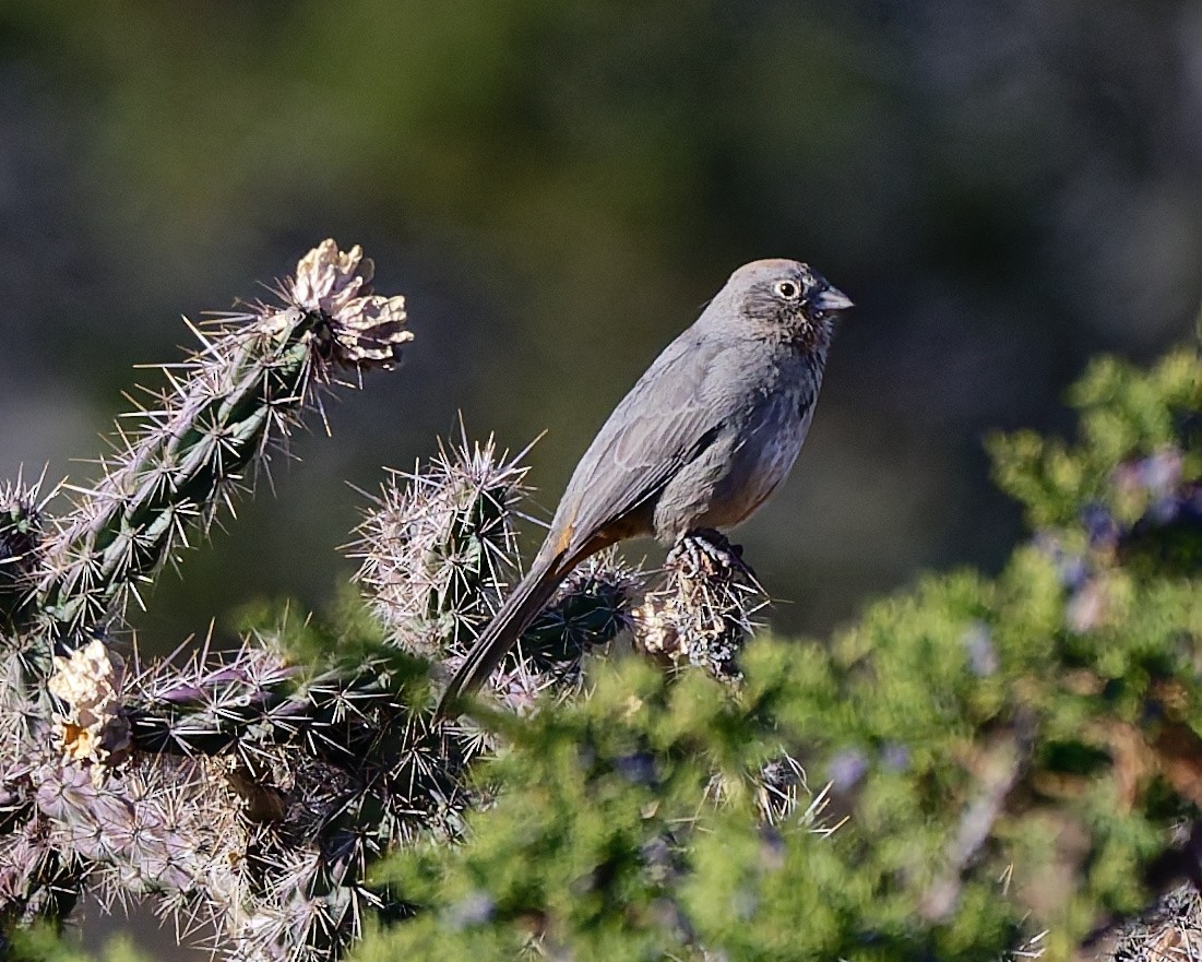 Canyon Towhee - ML645446915