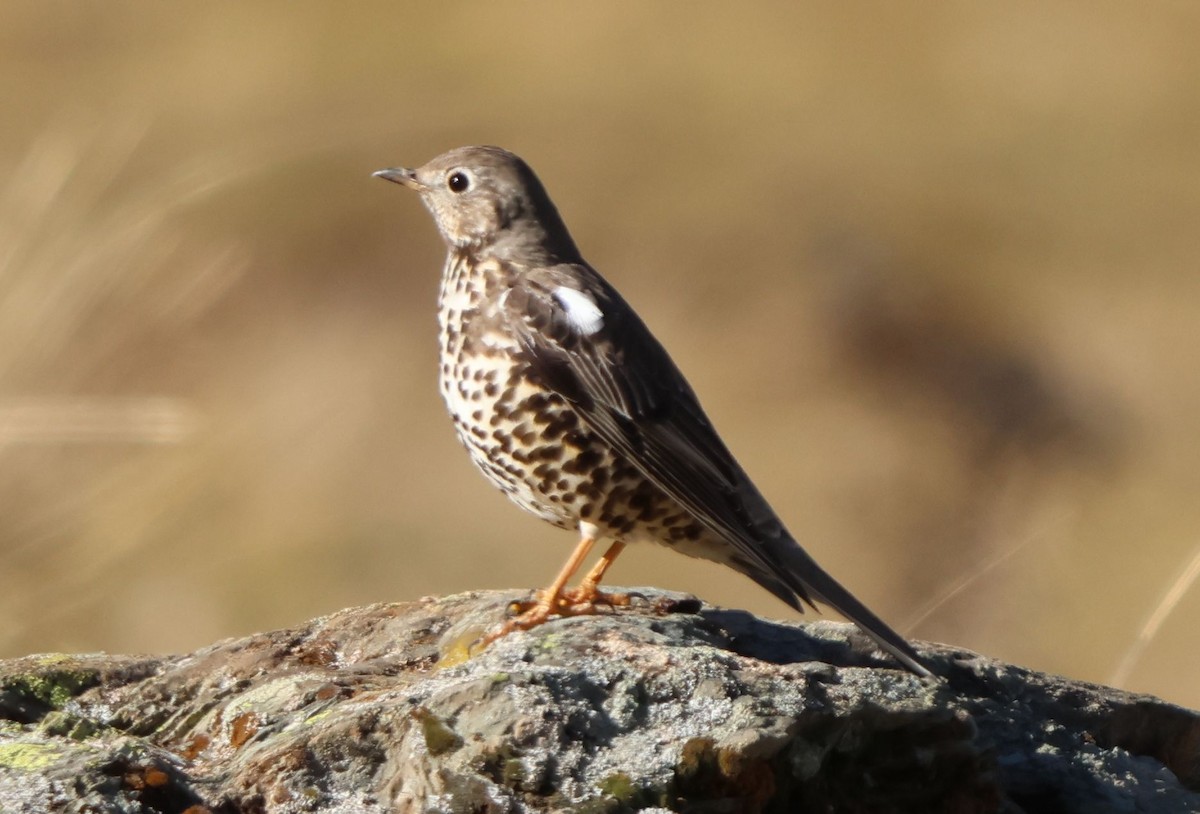 Grive draine - ML645446917