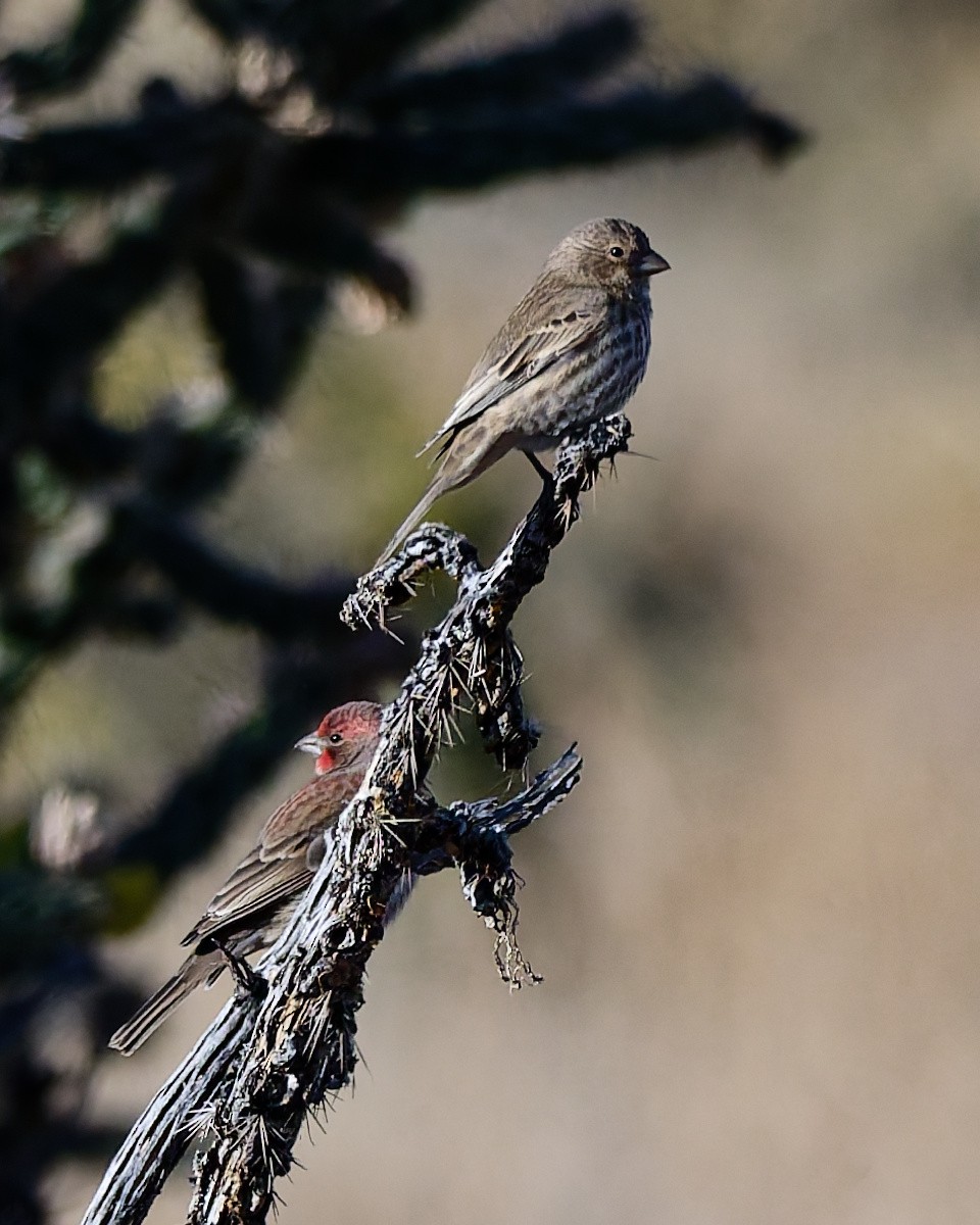 House Finch - ML645446921