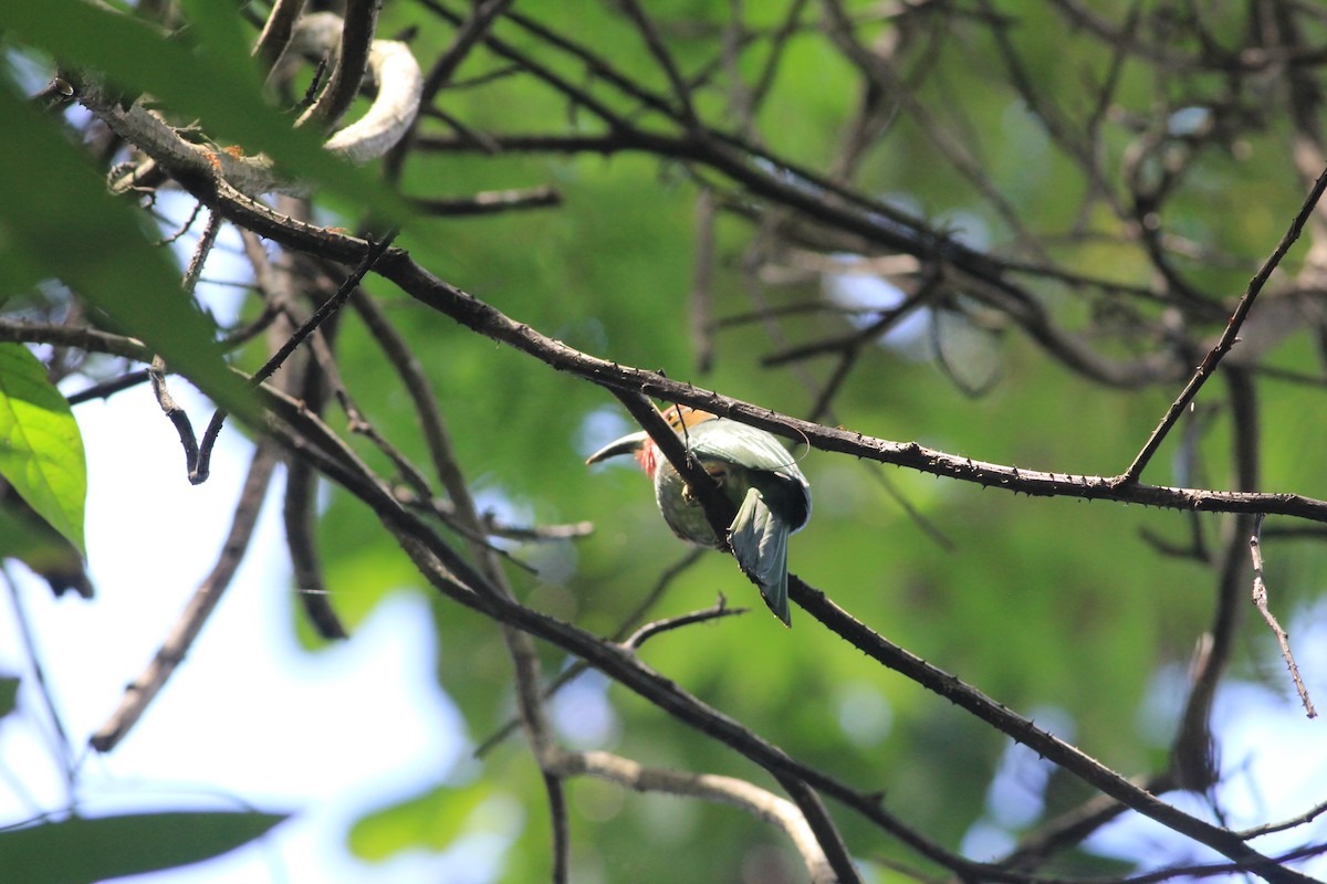 vlha červenobradá - ML645446927