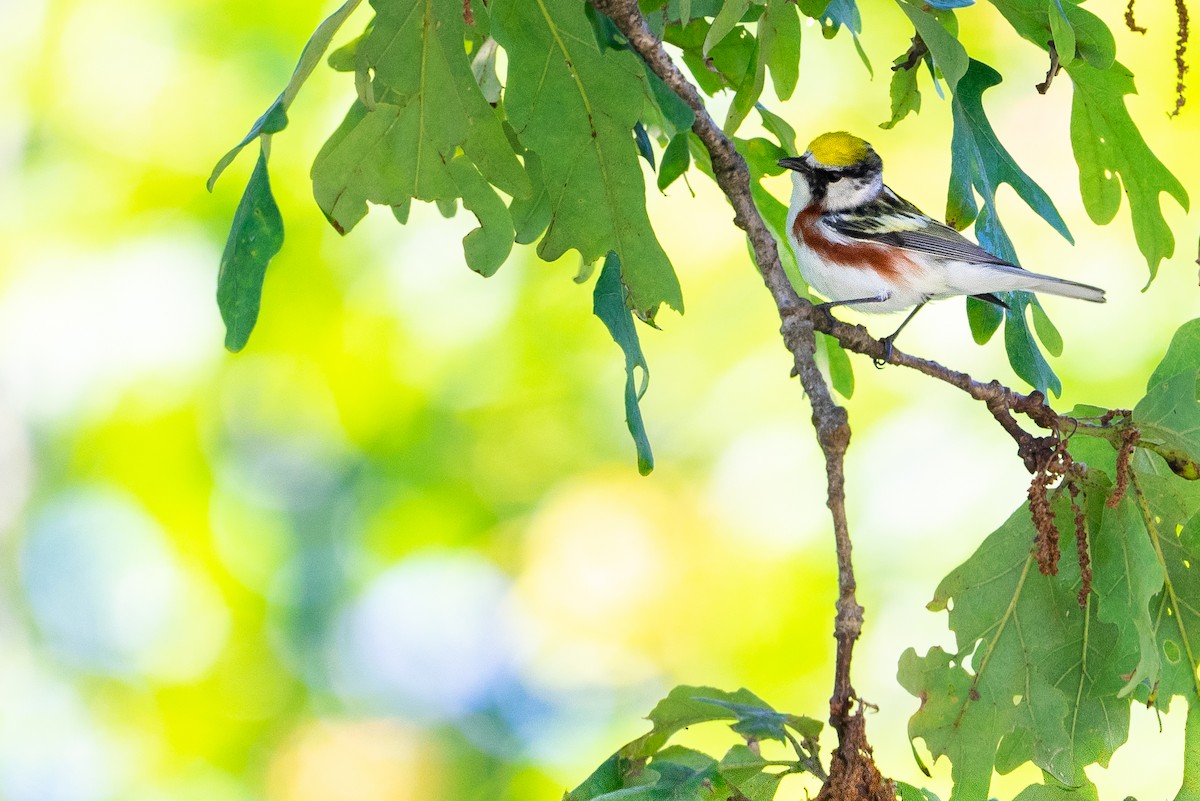 Chestnut-sided Warbler - ML645446928