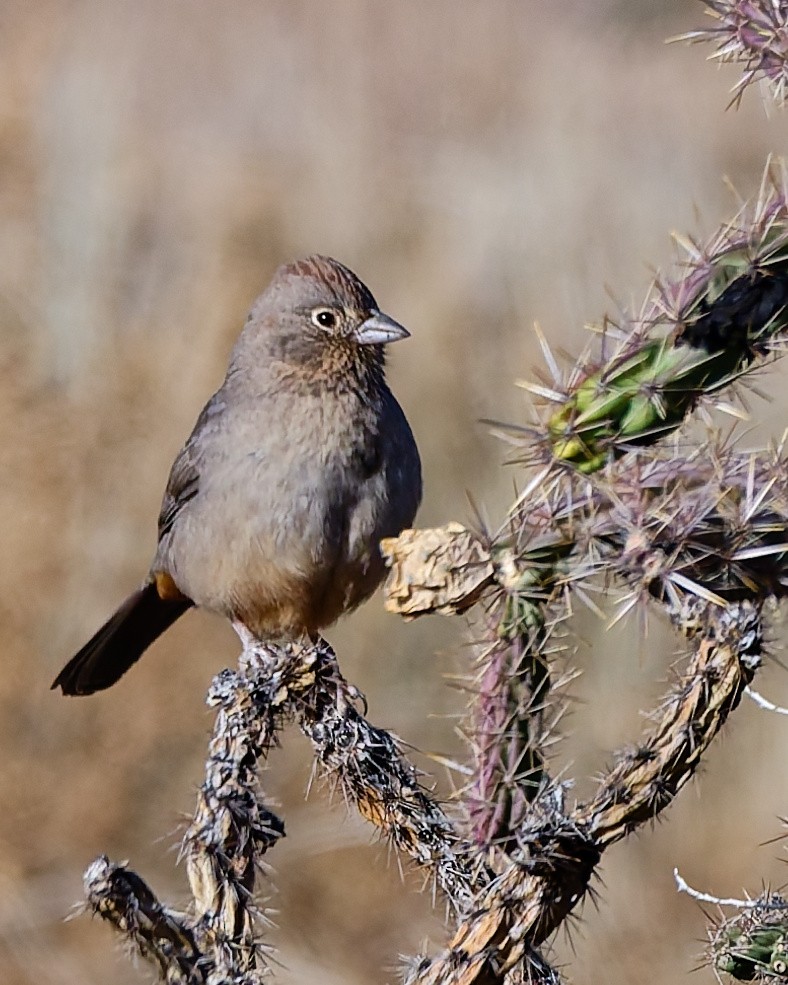 Canyon Towhee - ML645446932