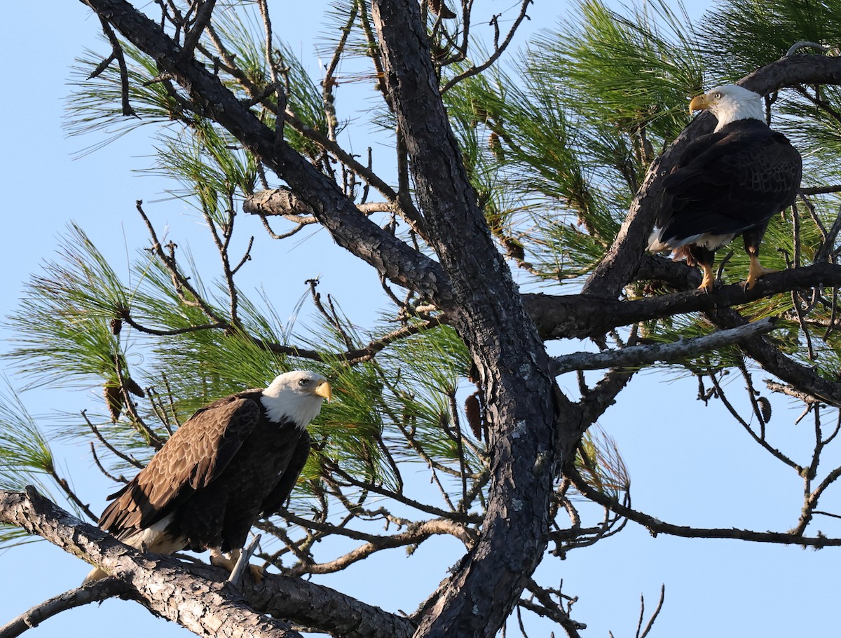 Bald Eagle - ML645446945