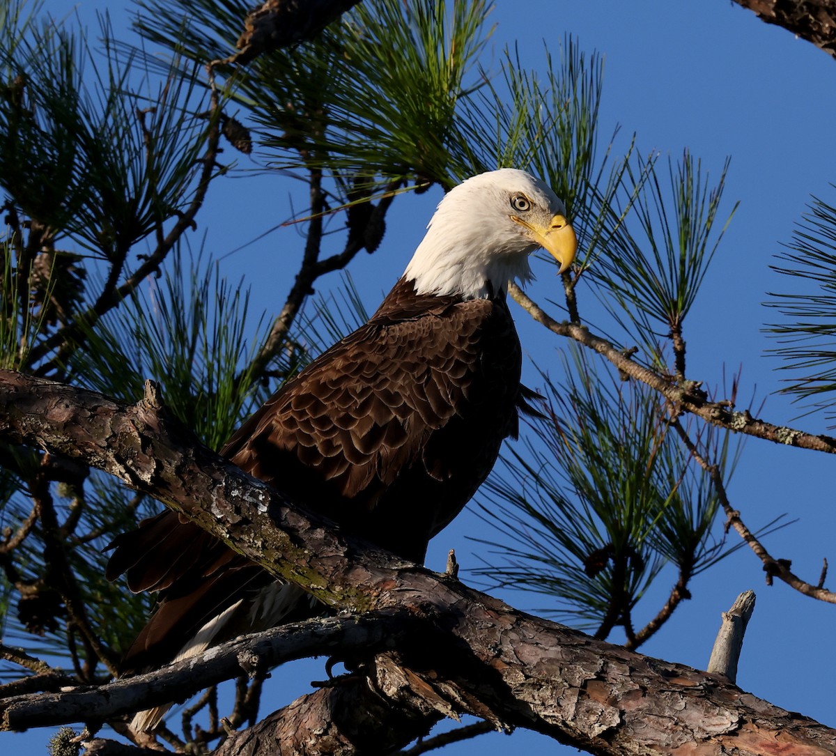 Bald Eagle - ML645446946