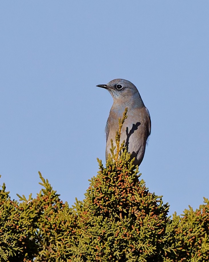 Mountain Bluebird - ML645446948