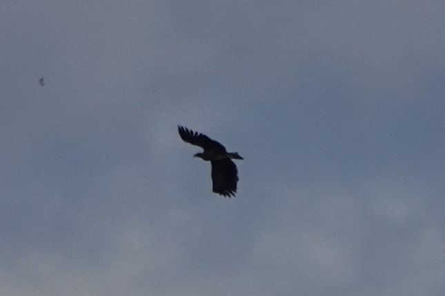 White-tailed Eagle - ML645446949