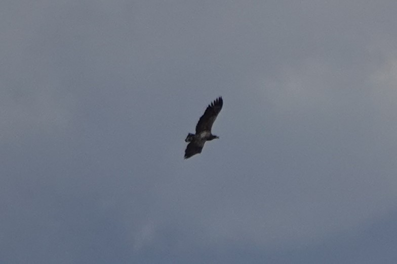 White-tailed Eagle - ML645446952