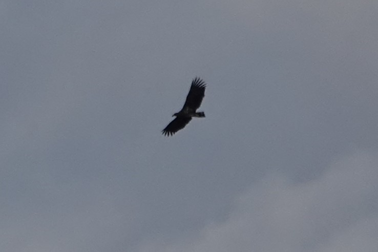 White-tailed Eagle - ML645446954